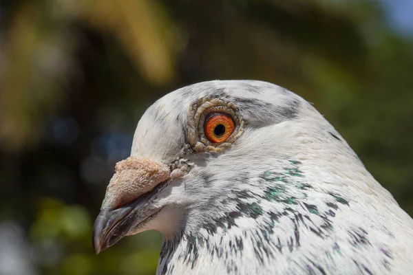 Closeup Shot Rock Dove Head — Photo