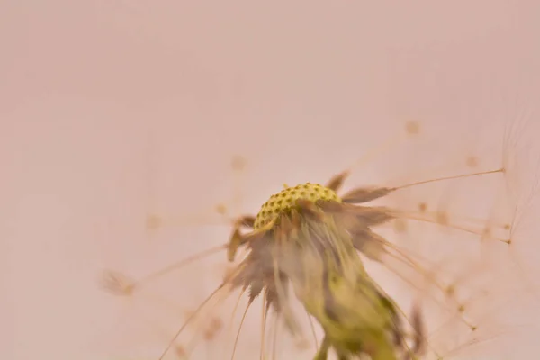 Bulanık Arkaplanı Olan Güzel Karahindiba Çiçeğinin Detaylarının Makro Çekimi — Stok fotoğraf