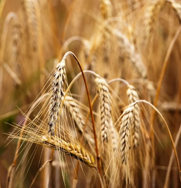 Bulanık bir arka planda buğday çim tarlasına yakın çekim