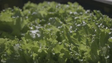 Bahçedeki yüksek yataklarda yetişen genç sebze bitkileri