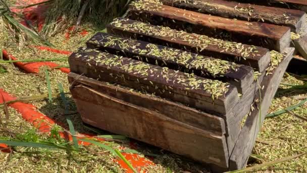 Eine Nahaufnahme Traditioneller Bauern Bei Der Ernte Von Reis Und — Stockvideo