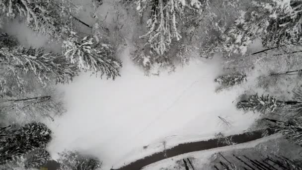 白色雪山松树林的俯瞰图 — 图库视频影像