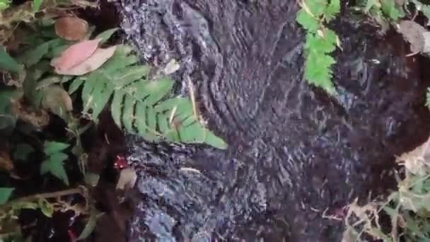 ウタラカンドの山間の野生の大地を流れる小川のクローズアップ — ストック動画