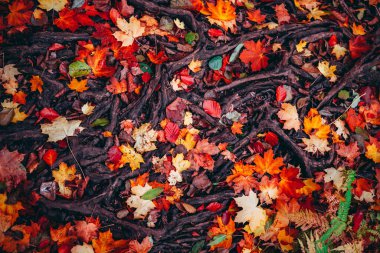 Sonbaharda yağan yağmurdan sonra ormandaki ıslak dallar arasında renkli akçaağaç yapraklarının üst görüntüsü