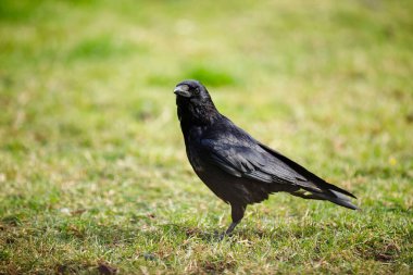 Gündüz vakti yeşil çimlerin üzerinde duran siyah bir kuzgunun yakın plan çekimi.