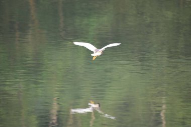 Beyaz bir balıkçıl kuşu yeşil bir gölün üzerinde uçuyor.
