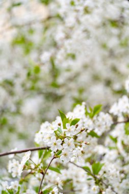 Parkta bir bahar kiraz çiçeğinin yakın çekimi.
