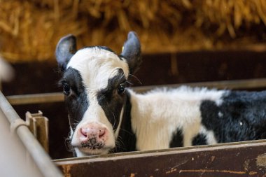 Çiftlikteki genç Hollandalı ineğin kameraya baktığı yakın plan bir fotoğraf.