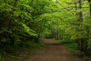 Büyük yeşil ağaçları olan bir ormanda güzel bir manzara.