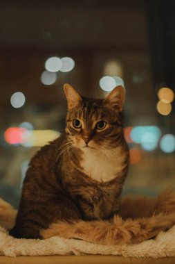 Güzel bir kedi bir odada uzaklara bakıyor.