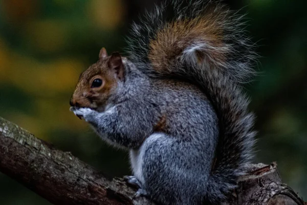 Ein Östliches Grauhörnchen Auf Einem Zweig Nagt Einer Nuss Auf — Stockfoto