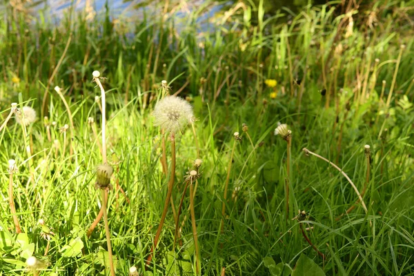 Wilde Paardebloemen Het Voorjaar Met Zonlicht Schaduw — Stockfoto