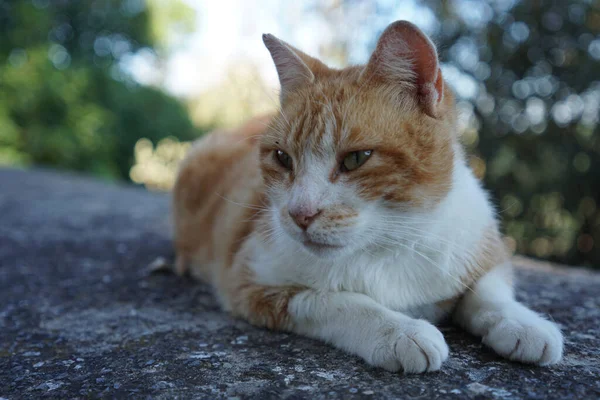 一只美丽的猫在阳光下坐在岩石上 背景模糊 — 图库照片