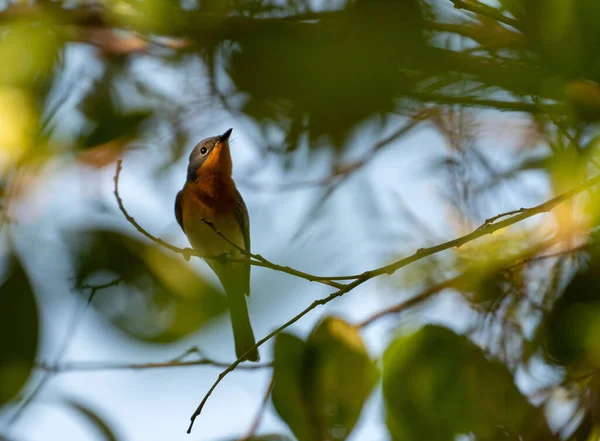 Nahaufnahme Eines Rotbrüstigen Fliegenfischers Auf Dem Ast Eines Baumes — Stockfoto