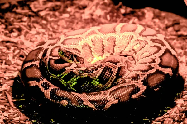 Змея Покоится Тепловой Лампой — стоковое фото