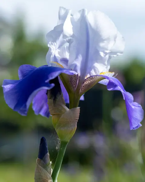 Gros Plan Une Fleur Iris Dans Parc — Photo