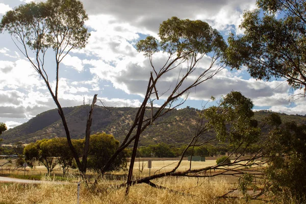 Natürlicher Blick Auf Eine Getrocknete Wiese Auf Ackerland Mit Bäumen — Stockfoto