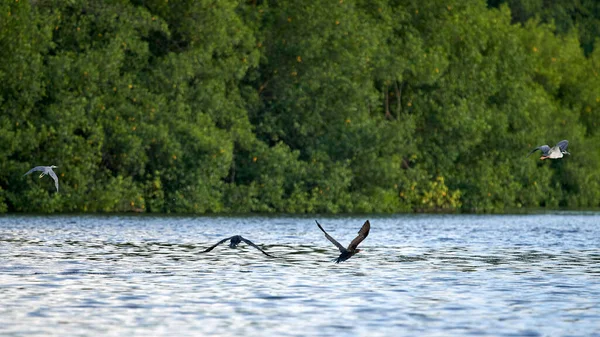 Skupina Létajících Volavek Jezeře Pozadí Lesa — Stock fotografie