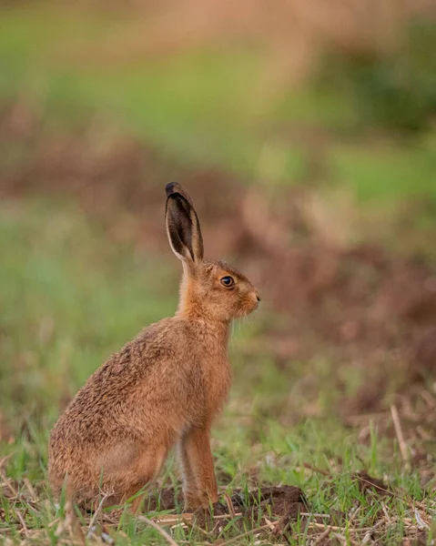 Closeup Shot Beautiful Brown Hare Lawn — Photo