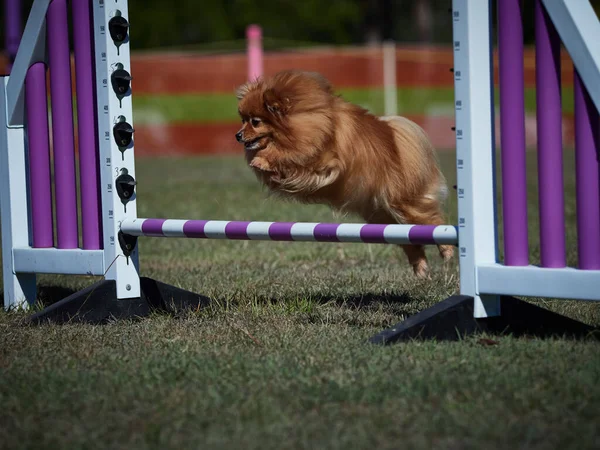 犬の敏捷性フィールド上の多くの障害物 犬はある活動から別の活動へと急速に移動します明らかに多くの楽しみを持っています — ストック写真