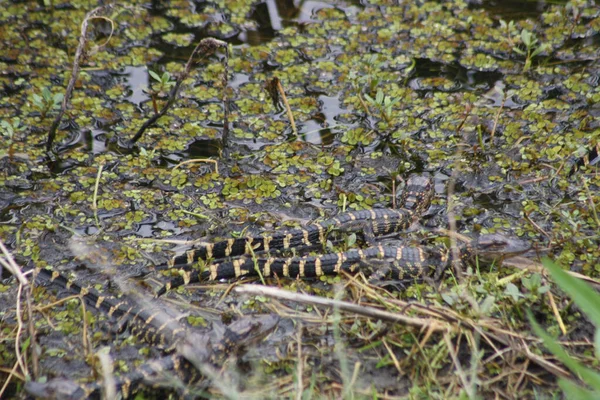 Selektiv Fokusbild Alligatorer Damm Savannah Georgia Usa — Stockfoto