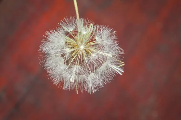 Closeup Beautiful Dandelion Blurred Background —  Fotos de Stock