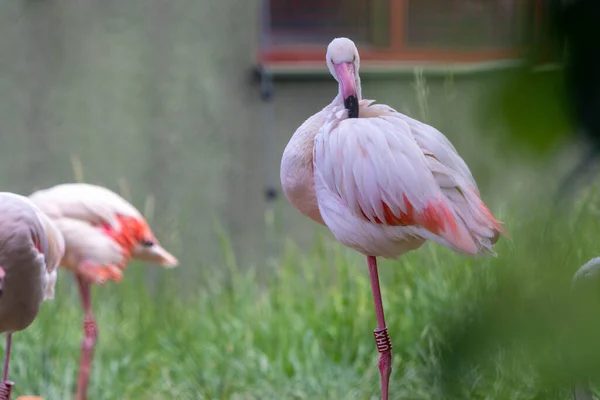 Parkta Kendini Tımar Eden Güzel Flamingoya Yakın Çekim Phoenicopterus Gülü — Stok fotoğraf