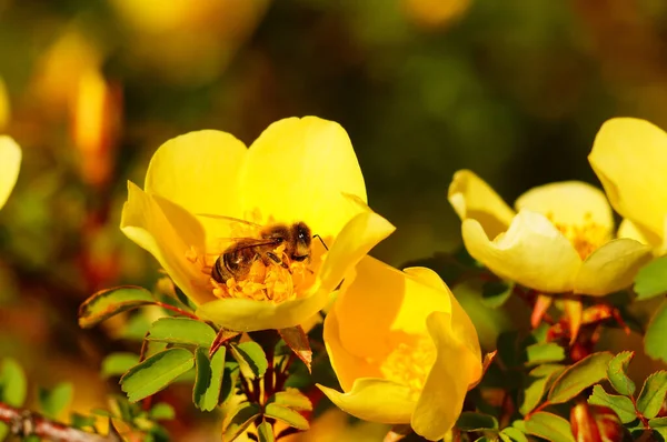 Honey Bee Filled Pollen Pouches Yellow Blossom Rosa Hugonis Brilliant — Stock Photo, Image