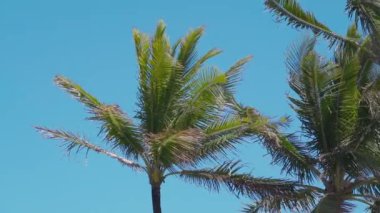 Hawaii, Maui 'deki Wai' anapanapa Eyalet Parkı 'nda palmiye ağaçları.