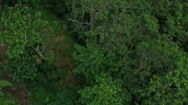 Bir köy ve dağı çevreleyen yeşil ağaçlardan oluşan güzel bir manzara.