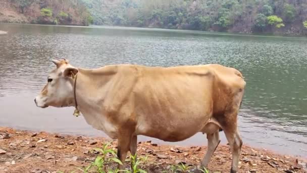 Een Bruine Stier Met Een Bel Zijn Nek Aan Oever — Stockvideo