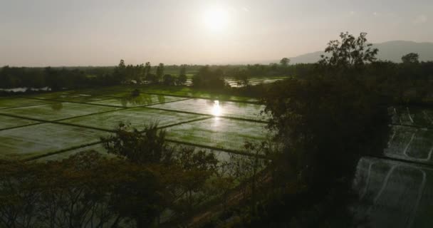 Naturskön Flygbild Risfält Chiang Mai Thailand — Stockvideo