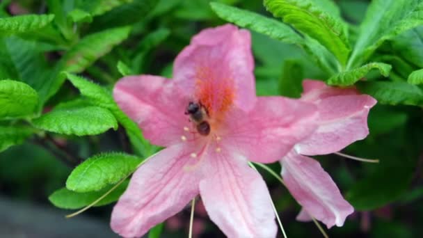 Крупним Планом Знімок Бджоли Літає Запилює Рожеві Квіти Азалії — стокове відео