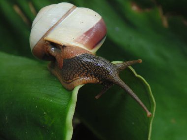 Yeşil yapraklı salyangozun yakın çekimi.