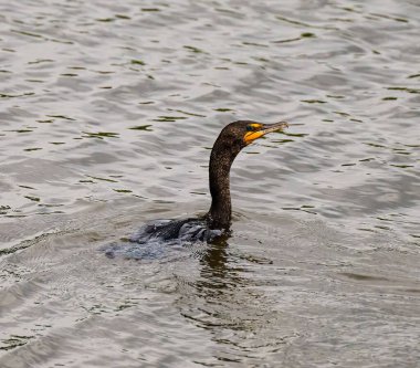 Bulanık bir geçmişi olan siyah bir kazın suda yüzüşünün güzel bir görüntüsü.