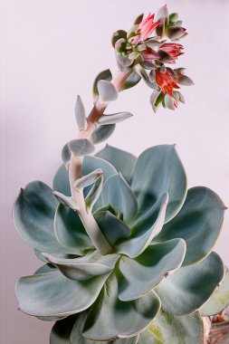 Beyaz bir arka planda sulu bir Echeveria bitkisinin (Echeveria laui) dikey yakın çekimi.