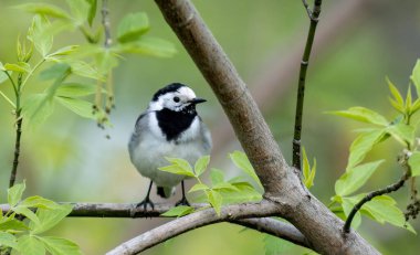 Gorodnya Nehri yakınlarındaki bir parktaki bir ağaca tünemiş beyaz bir kuyruk resmi, Moskova, Rusya