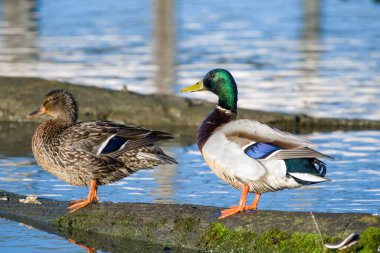 İki yaban ördeği baharda gölde dinleniyor.