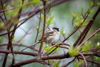 Moskova 'daki Gorodnya Nehri yakınlarındaki bir parkta bir ağaca tünemiş Avrasyalı bir serçenin yakın plan çekimi.