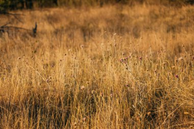 Güneşli bir günde kuru otlarla dolu güzel bir tarla.