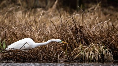 Bataklıkta kuru otlarla birlikte sevimli beyaz bir balıkçıl.