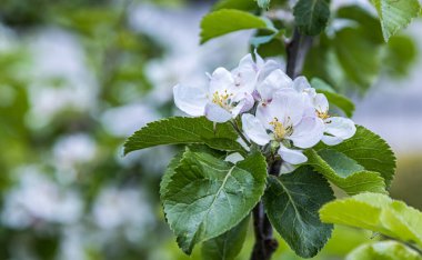 elma ağacı çiçek bahar