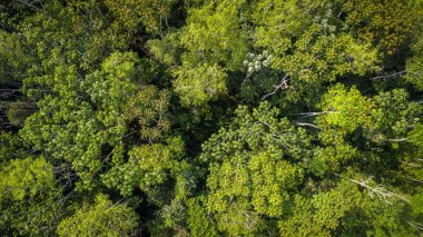 Güneşin dokunduğu ve Amazon ormanlarında parlamasını sağlayan güzel yeşil ağaçların insansız hava aracı görüntüsü.