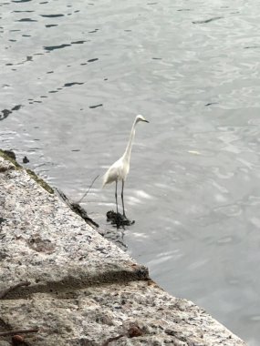 Beyaz bir Ciconiiforme kuşunun dikey bir görüntüsü.