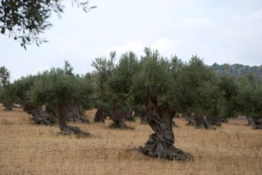 İspanya adasında zeytin ağaçları Mallorca, Baleares