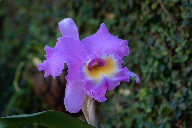 Mor bir Cattleya Triana çiçeğinin, yeşil yaprakların üzerinde büyüyen kozaları olan yakın çekimi.