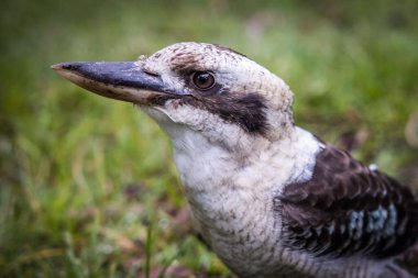 Bir Avustralyalı yalıçapkını çalılıklarda poz veriyor ve oynuyor.