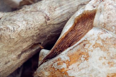 Rio San Juan, Dominik Cumhuriyeti sahilindeki bir ağacın yakın çekimi.