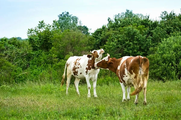 Una Hermosa Vista Vacas Pastando Prado — Foto de Stock
