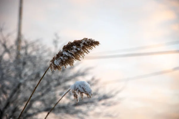 Крупный План Снега Ветке Пшеницы — стоковое фото